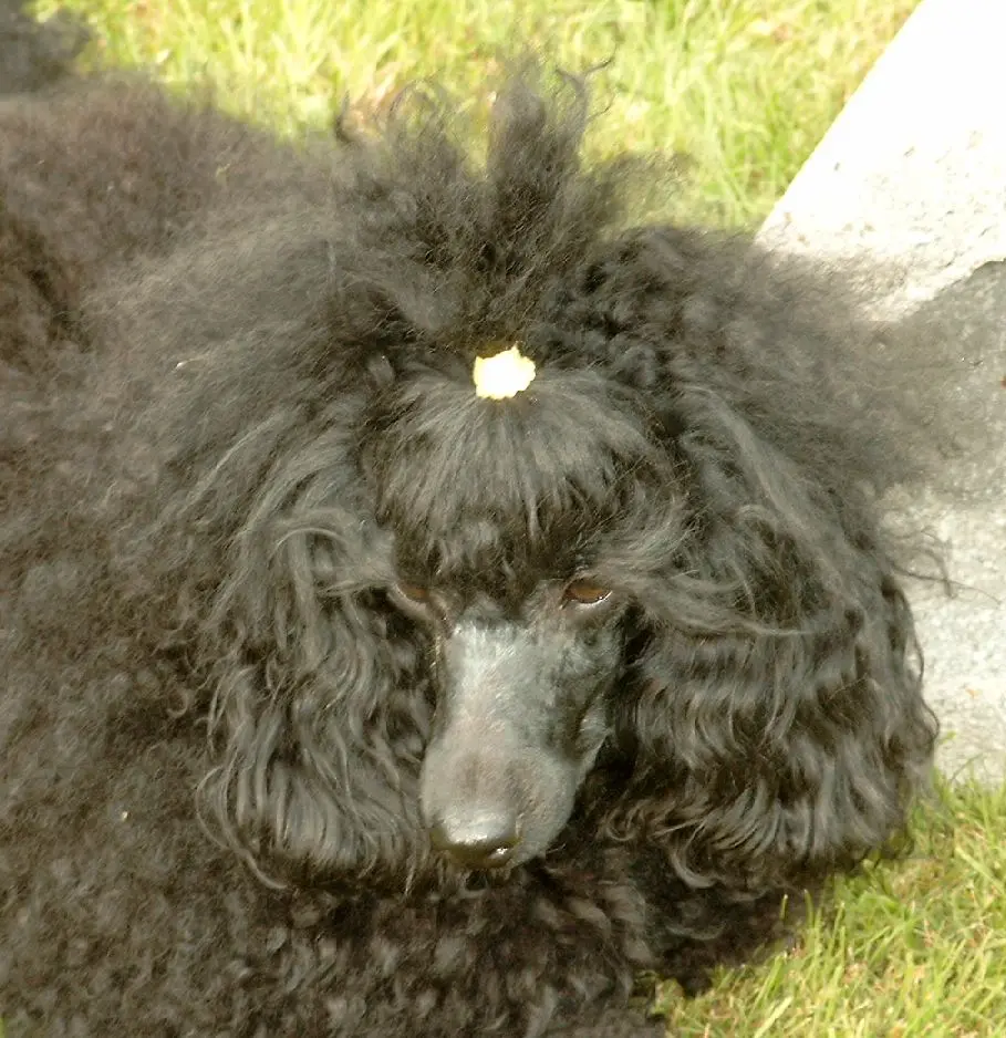 Condolence image of Margot