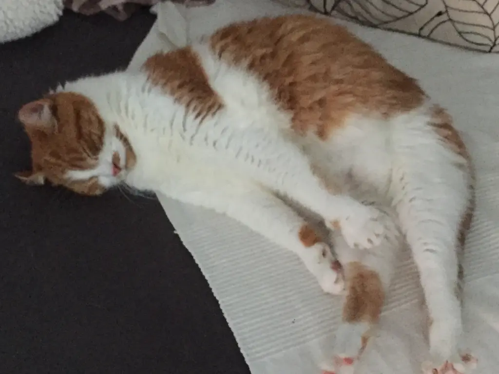 Condolence image of Daniel Herrchen