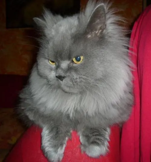 Image from SUGAR Emperor and God