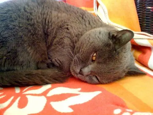 Image from filouchen