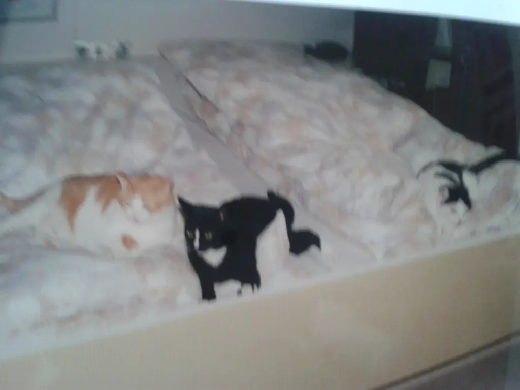 Condolence image of Jutta Kühn