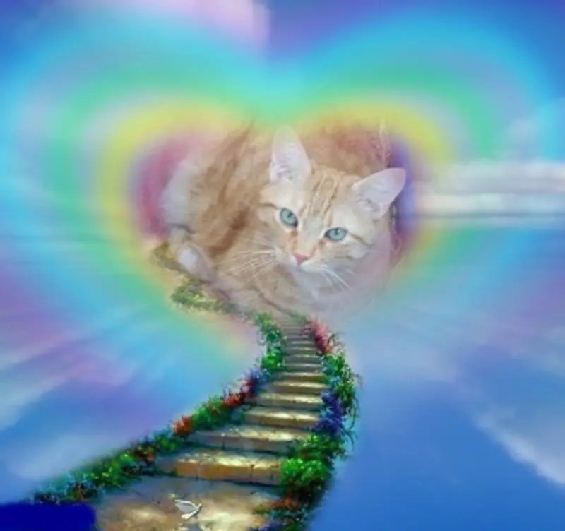 Condolence image of Hedi mit Max im Herzen 