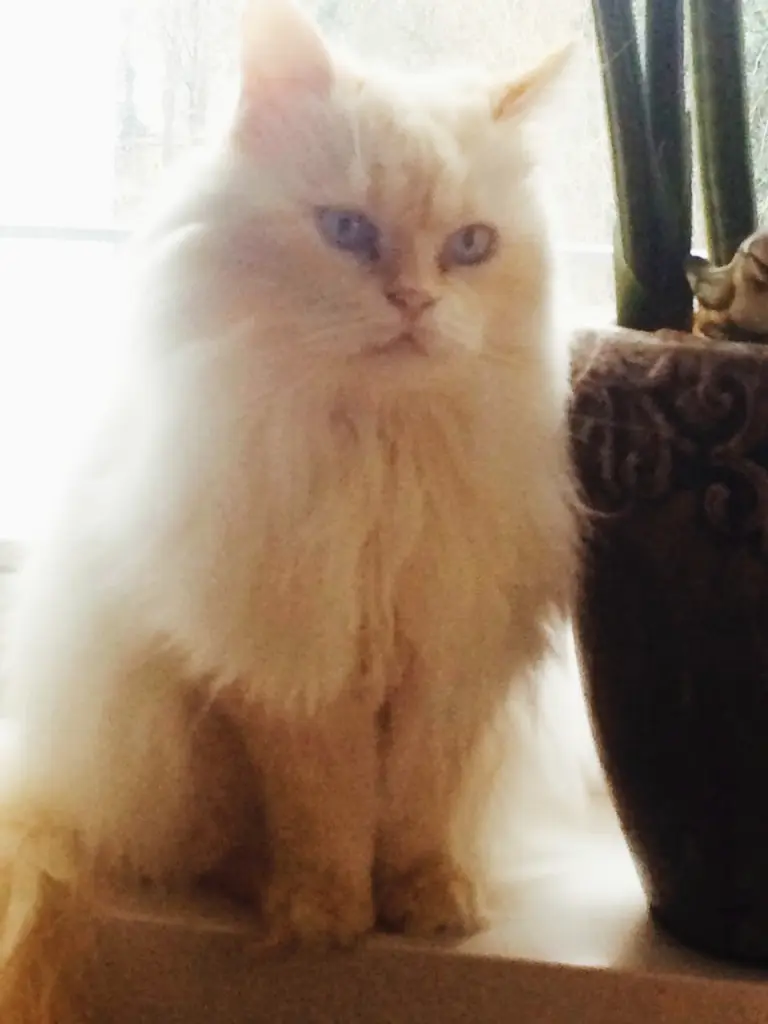 Image from Wölkchen