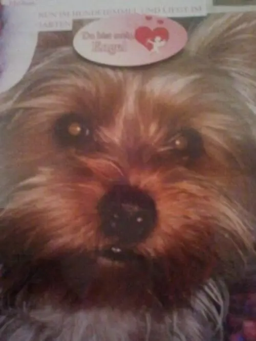 Image from LADY