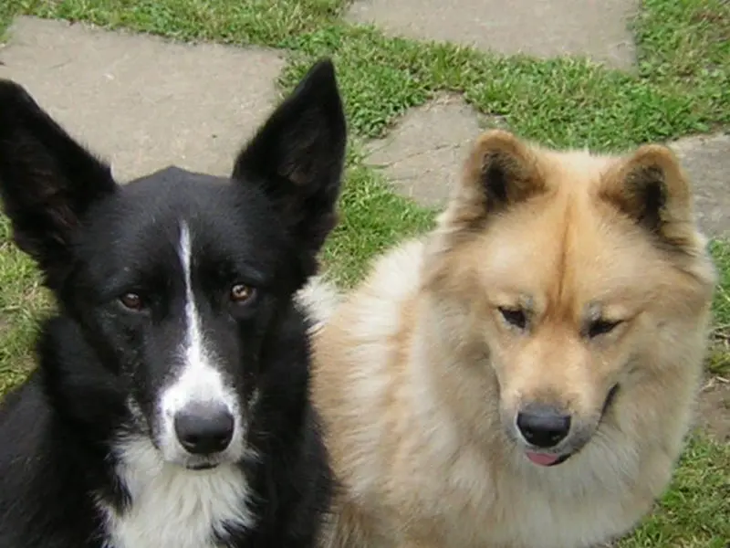 Image from Bruno  und Sunny (im Mai)