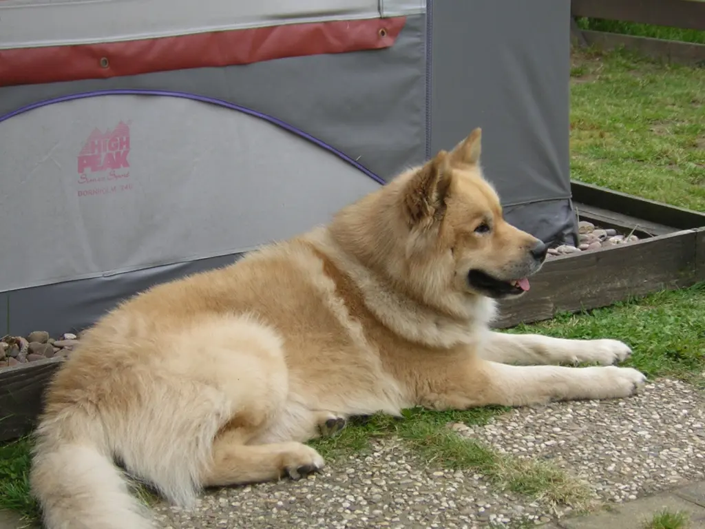 Image from Bruno  und Sunny (im Mai)