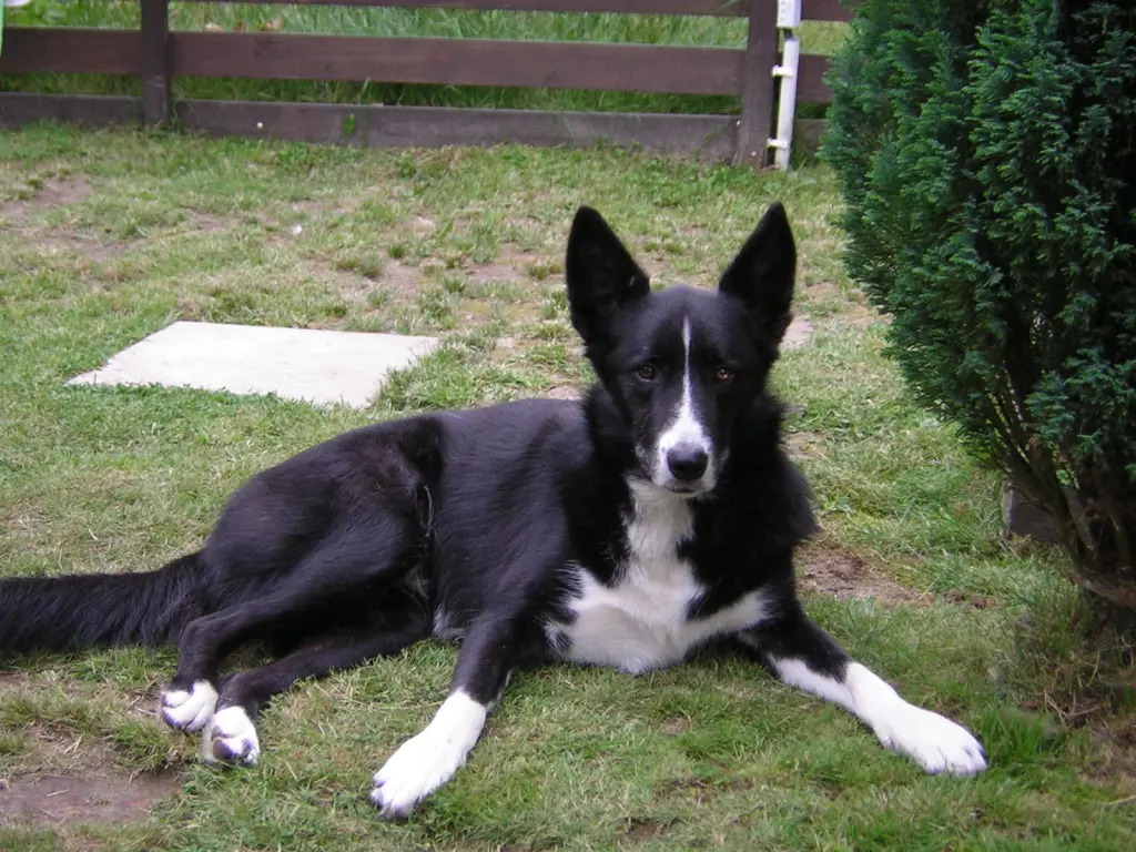 Image from Bruno  und Sunny (im Mai)