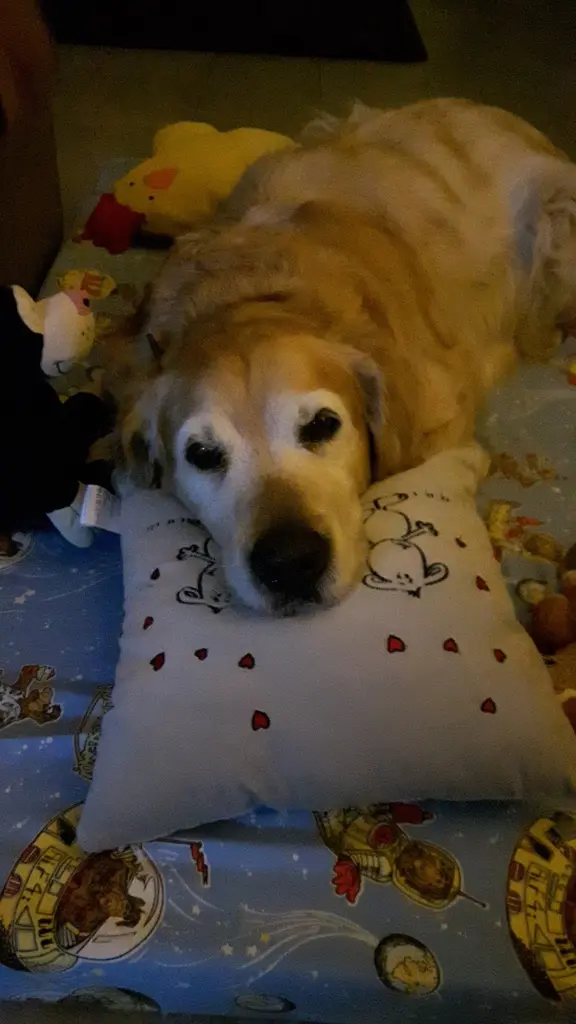 Condolence image of Micha mit Cäsar im Herzen