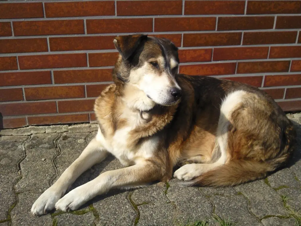 Andachtsbild von Regina