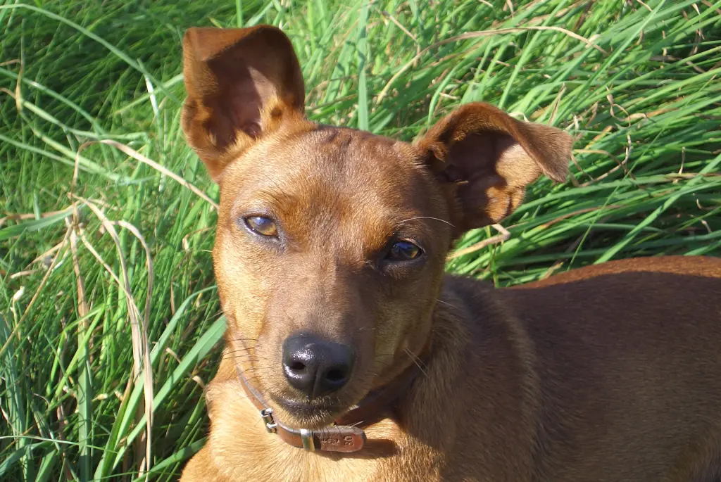 Condolence image of Jutta mit Purzel