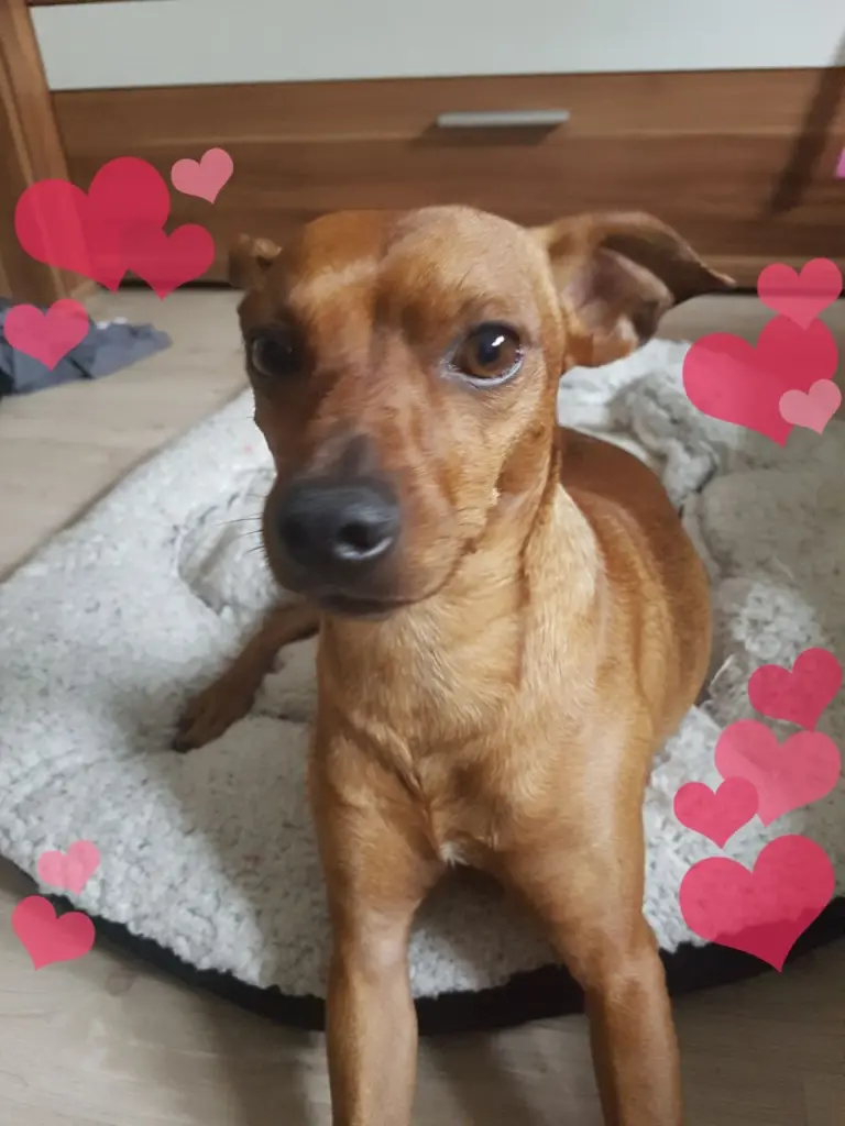 Condolence image of Otto