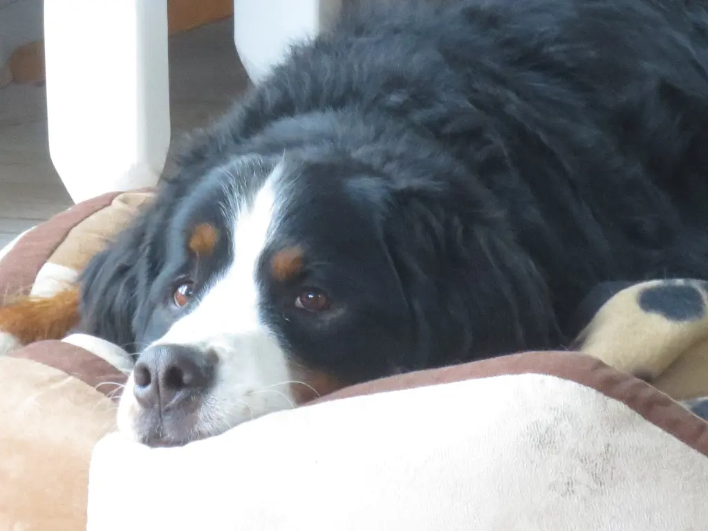 Condolence image of Anja