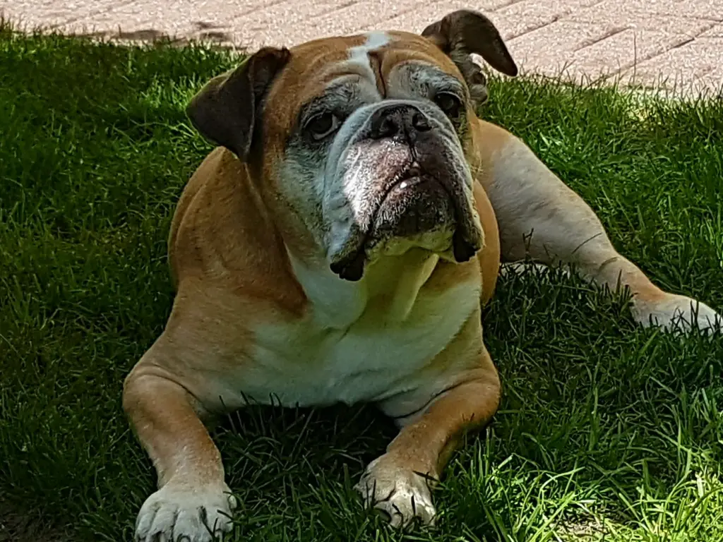 Condolence image of Grit