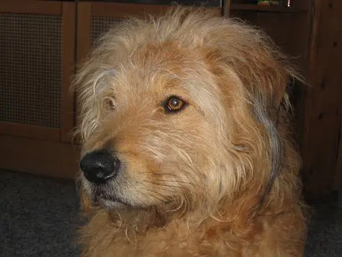 Image from Scooter