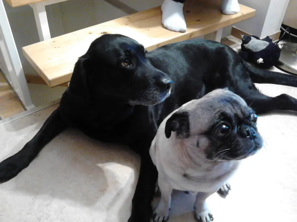 Condolence image of Marion mit Chicca, Kira, Bandit und Semmy für immer im❤️