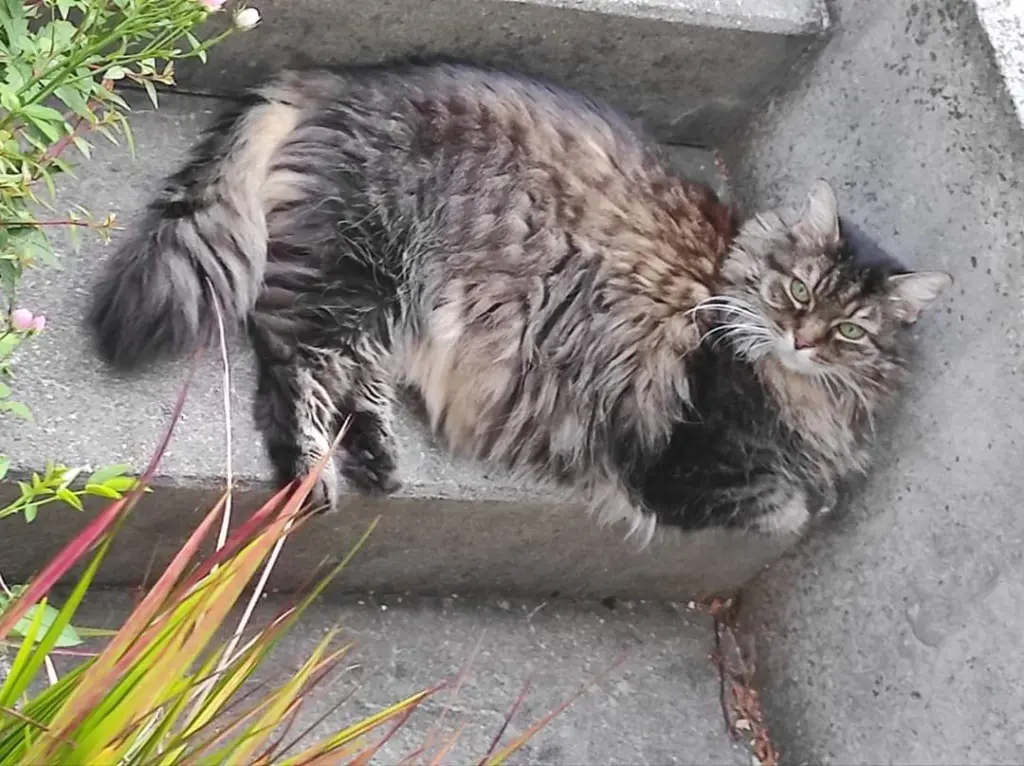 Andachtsbild von Nicole mit Roxy