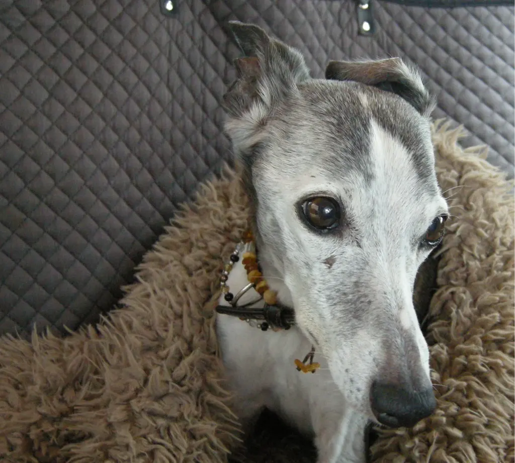 Condolence image of B