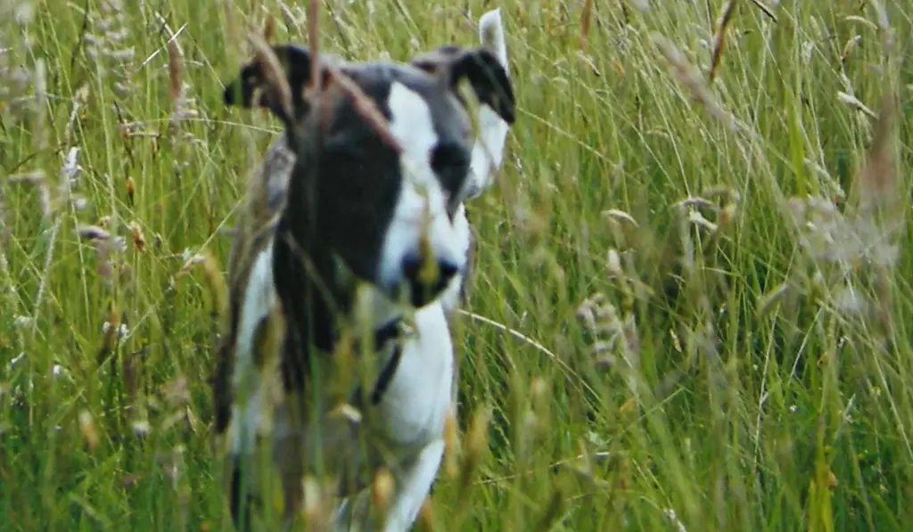 Condolence image of Unbekannt