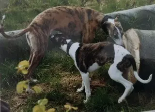 Condolence image of Birgit 