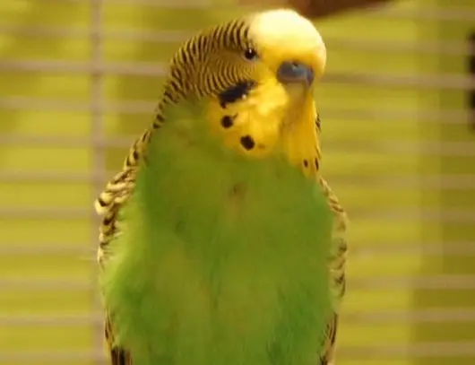 Condolence image of USCHI !!!