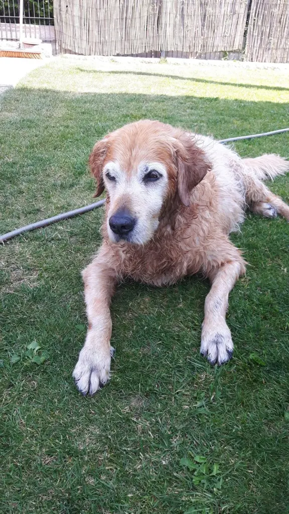 Condolence image of Micha mit Cäsar im Herzen