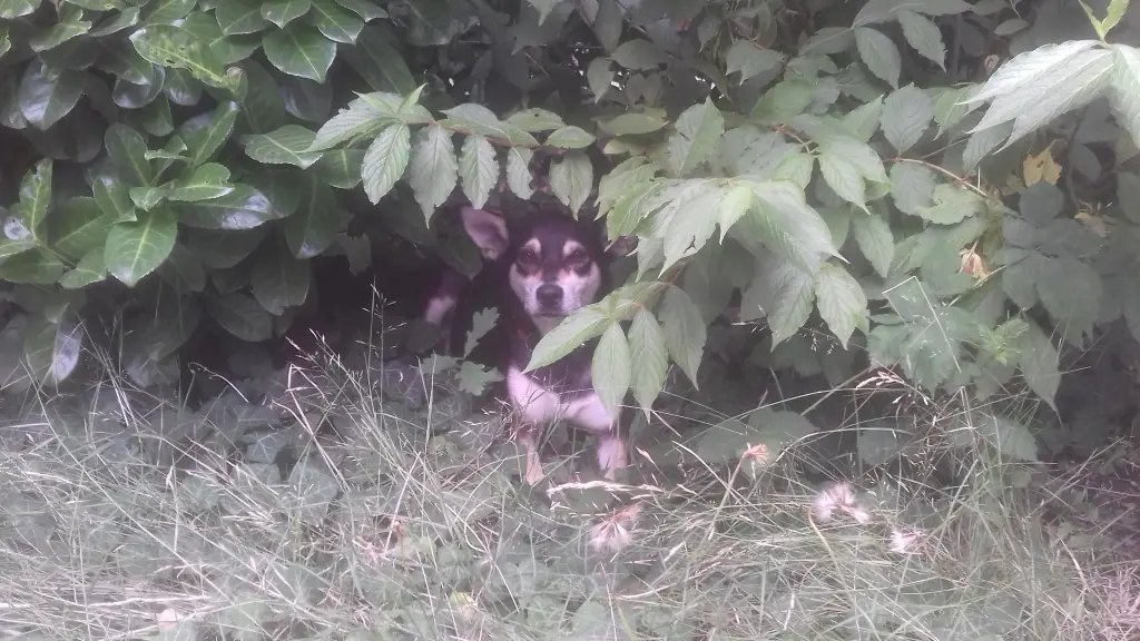 Condolence image of Sandra