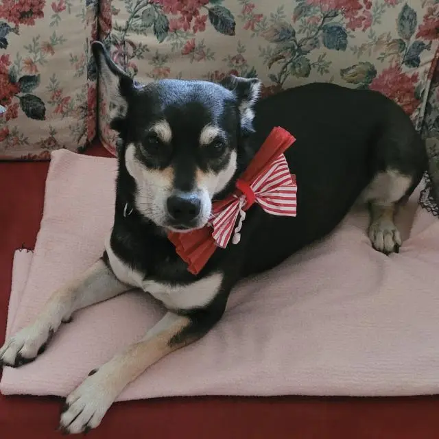 Condolence image of Sandra