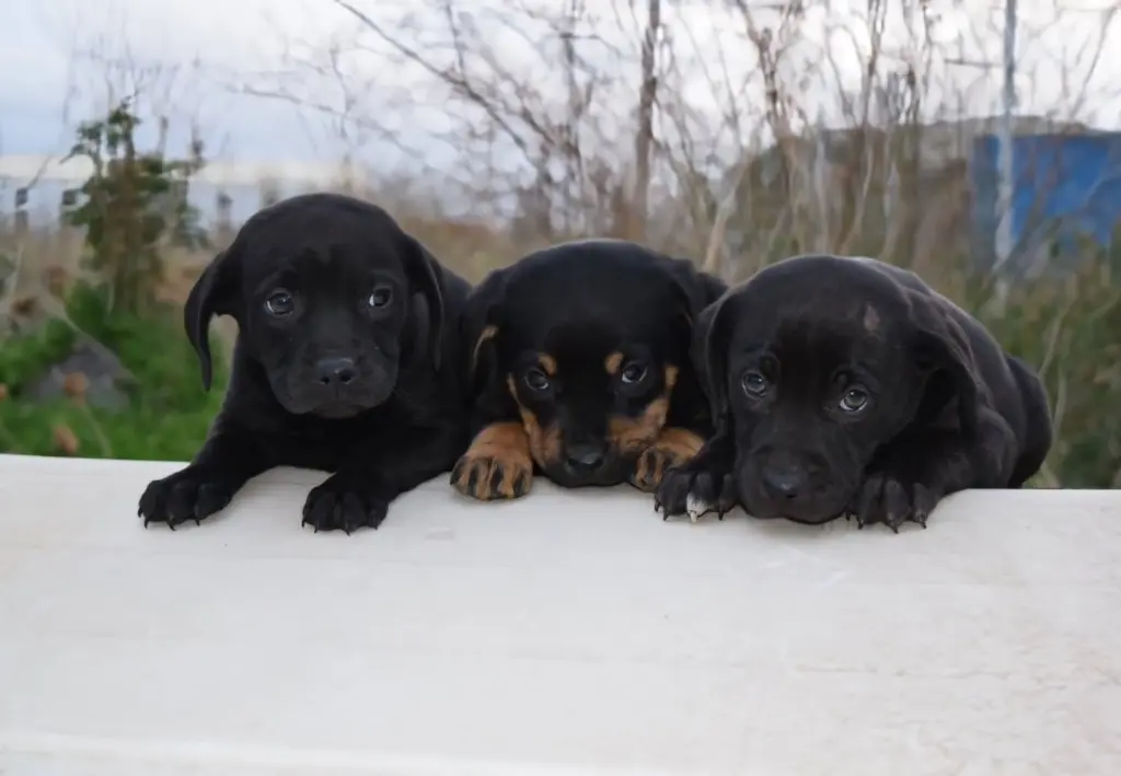 Condolence image of Sandra Geese