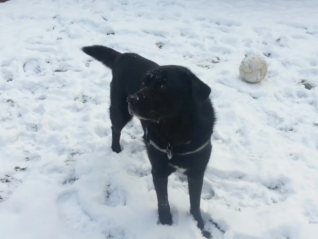 Condolence image of Andrea mit Apollo im Herzen