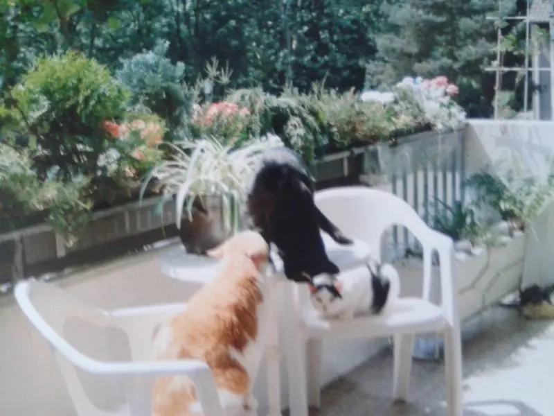 Condolence image of Jutta Kühn