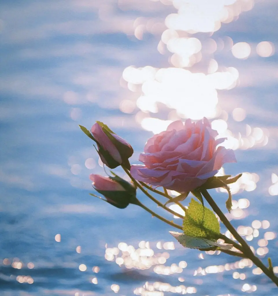 Condolence image of Mit den liebsten♡ Gedanken an 🥀♡ Finchen ♡🥀