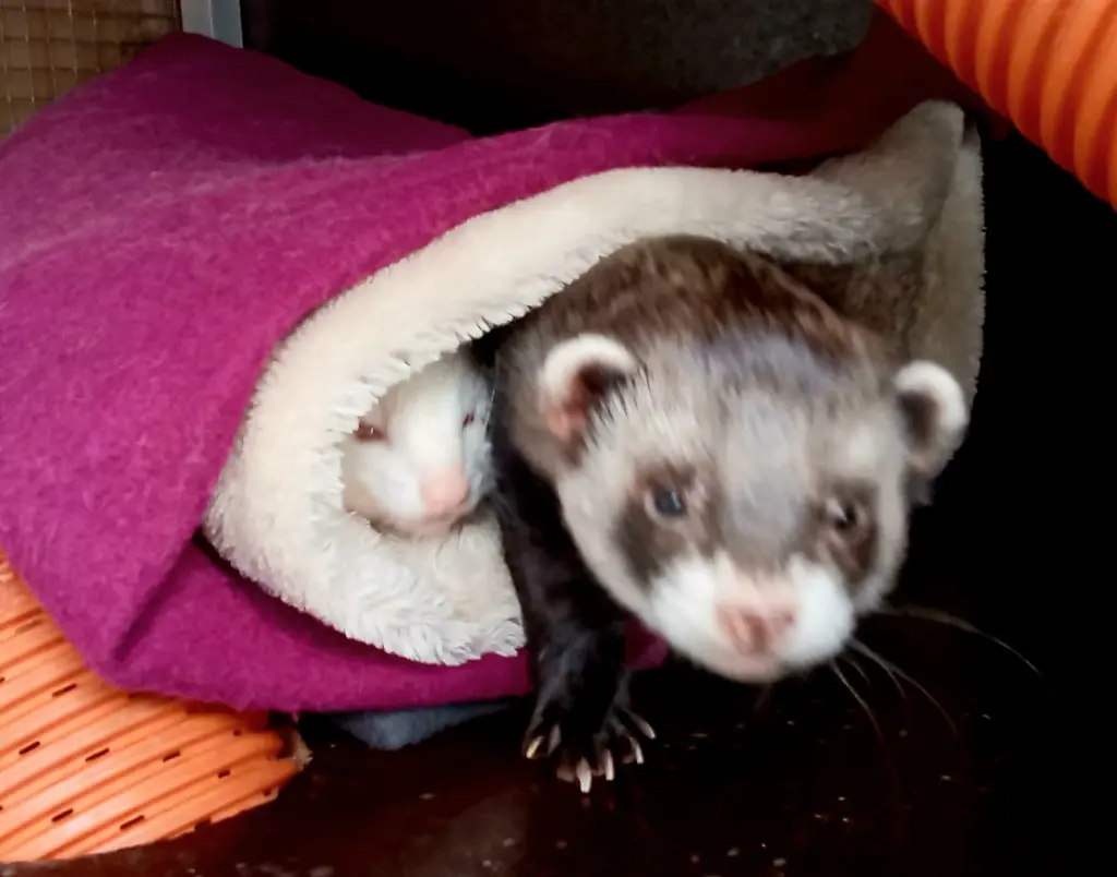 Andachtsbild von Unbekannt