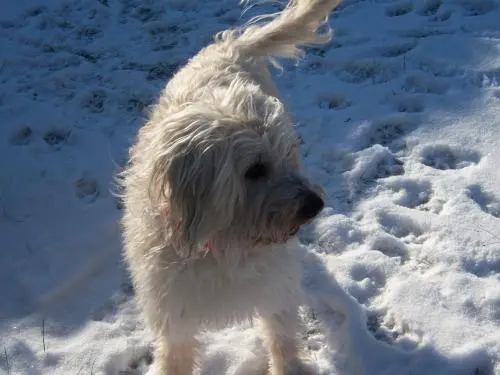 Image from Seelenhund Benji