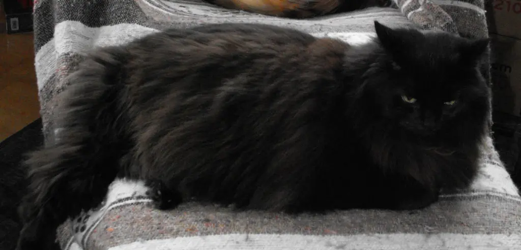 Condolence image of Deinen Katzeneltern