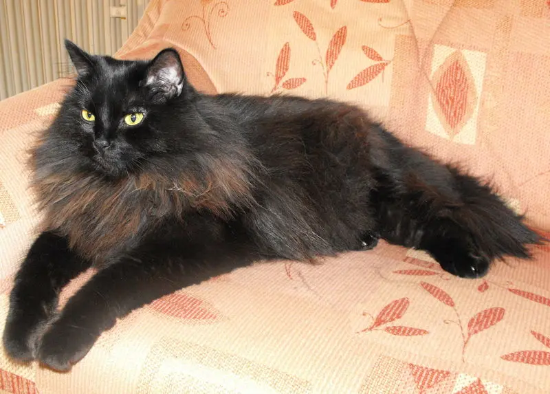 Condolence image of Mama & Papa