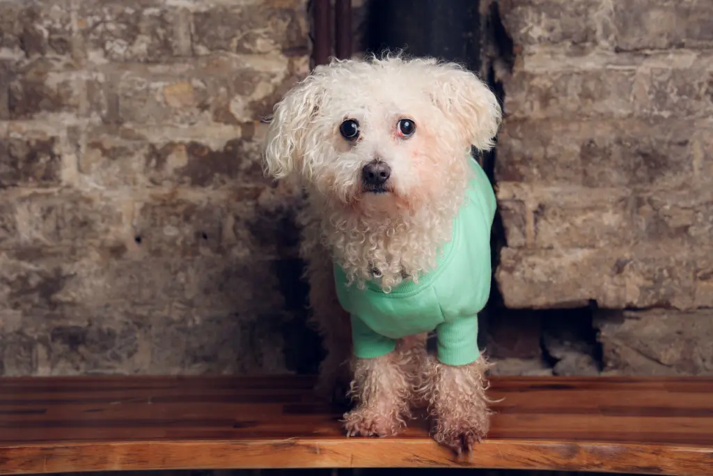 Andachtsbild von Aliya Turetayeva