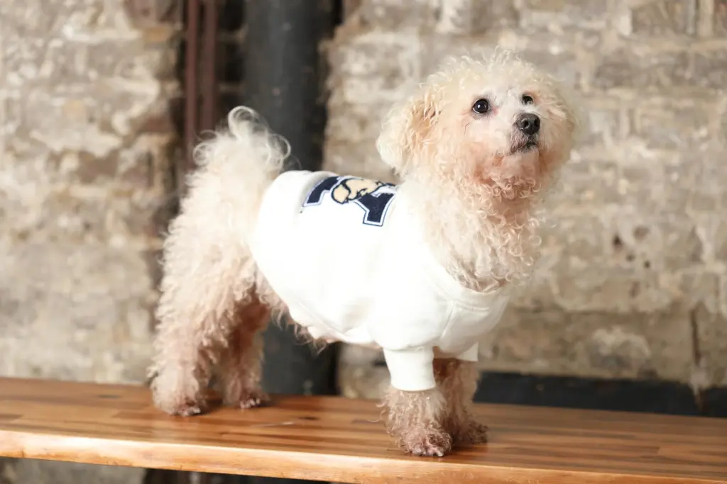 Andachtsbild von Aliya