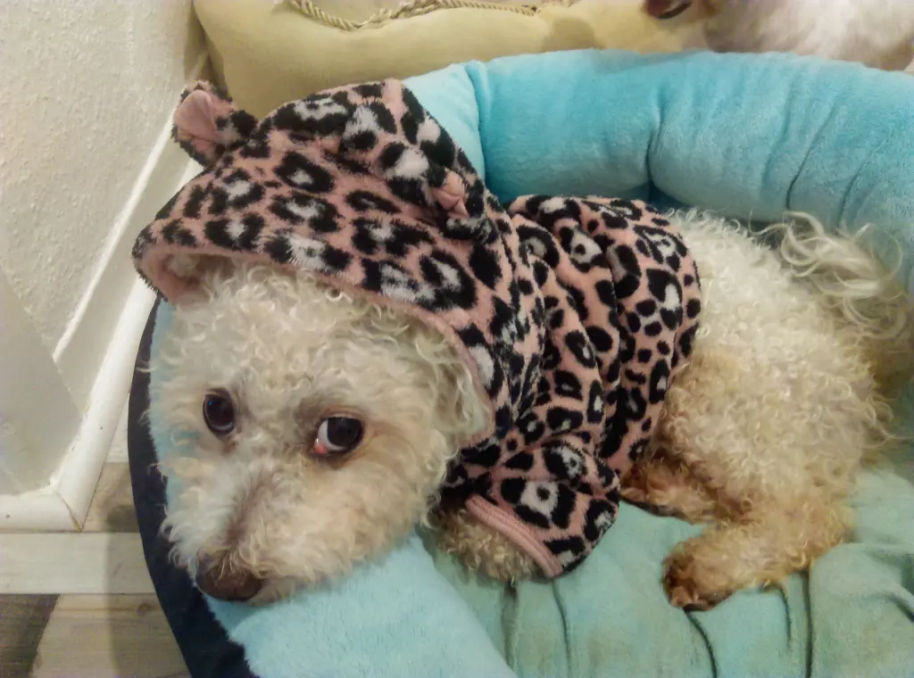 Andachtsbild von Aliya mit Snupik