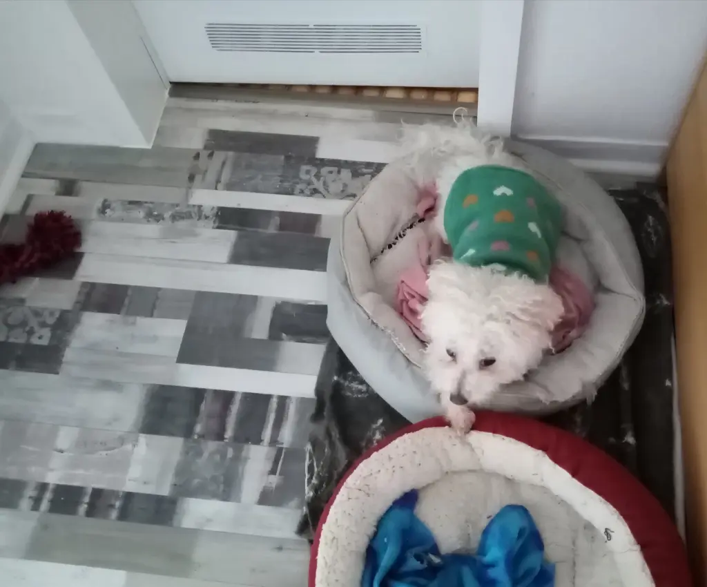 Andachtsbild von Aliya mit Snoopy