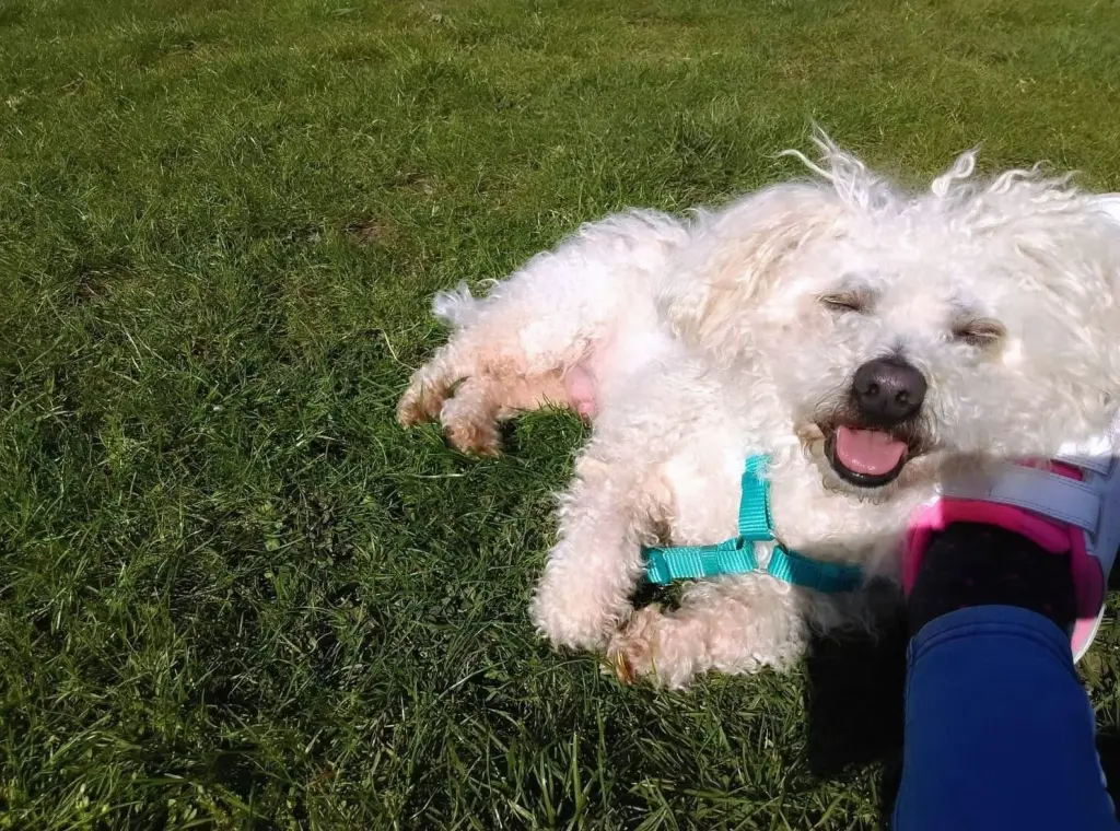 Andachtsbild von Aliya  mt Snoopy 