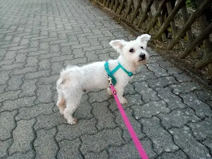 Andachtsbild von Aliya mit Snoopy 