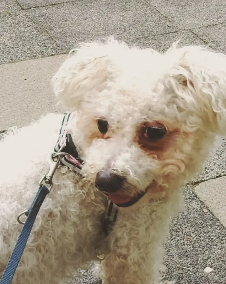 Andachtsbild von Aliya mit Snoopy  im Herzen 