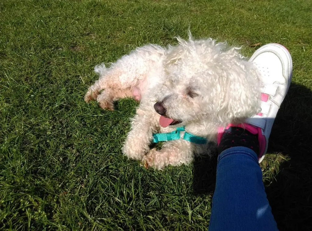 Andachtsbild von Aliya mit Snoopy  im Herzen 