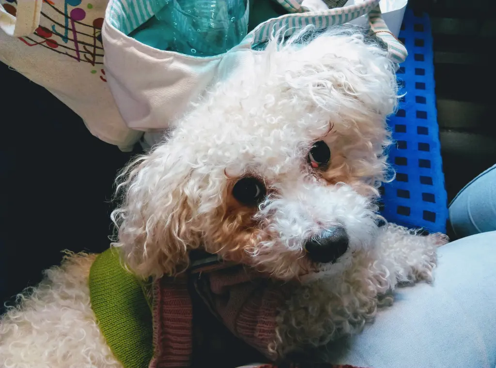 Andachtsbild von Aliya mit Snoopy  im Herzen 