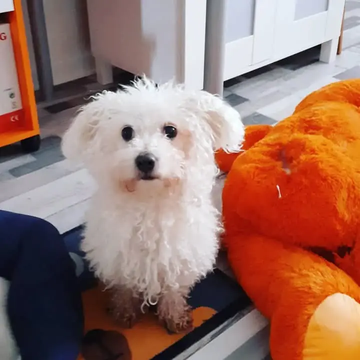 Andachtsbild von Aliya mit Snoopy  im Herzen 