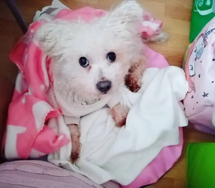 Andachtsbild von Aliya mit Snoopy  im Herzen 