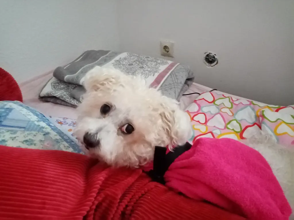 Andachtsbild von Aliya mit Snoopy  im Herzen 