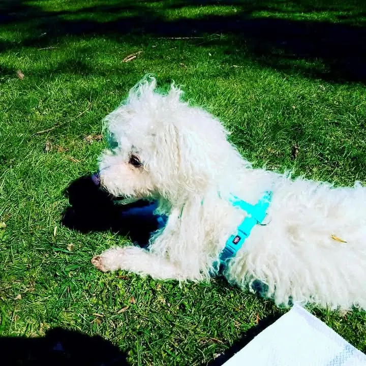 Andachtsbild von Aliya und Snoopy im Herzen 