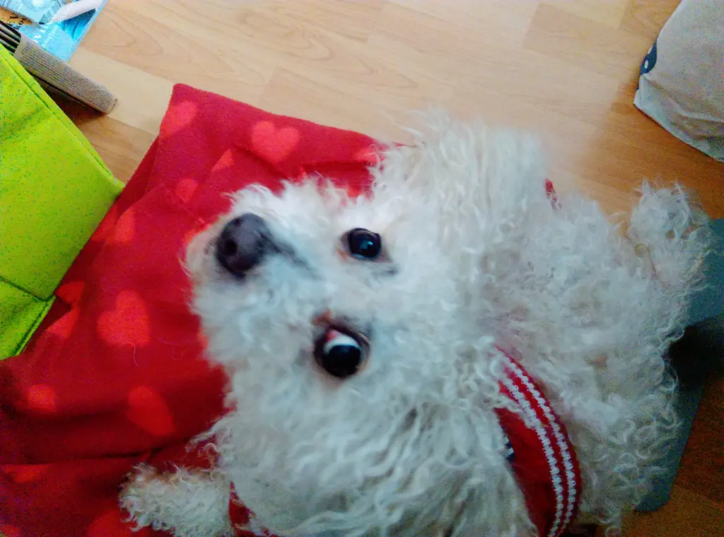 Andachtsbild von Aliya mit Snoopy  zusammen im Herzen 