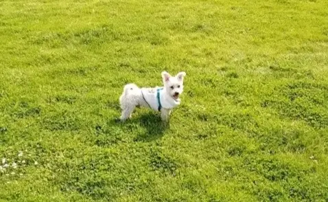 Andachtsbild von Aliya mit Snoopy  im Herzen 